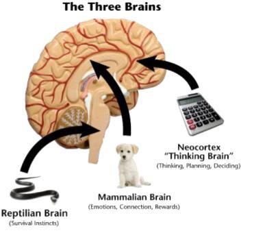 the three brains